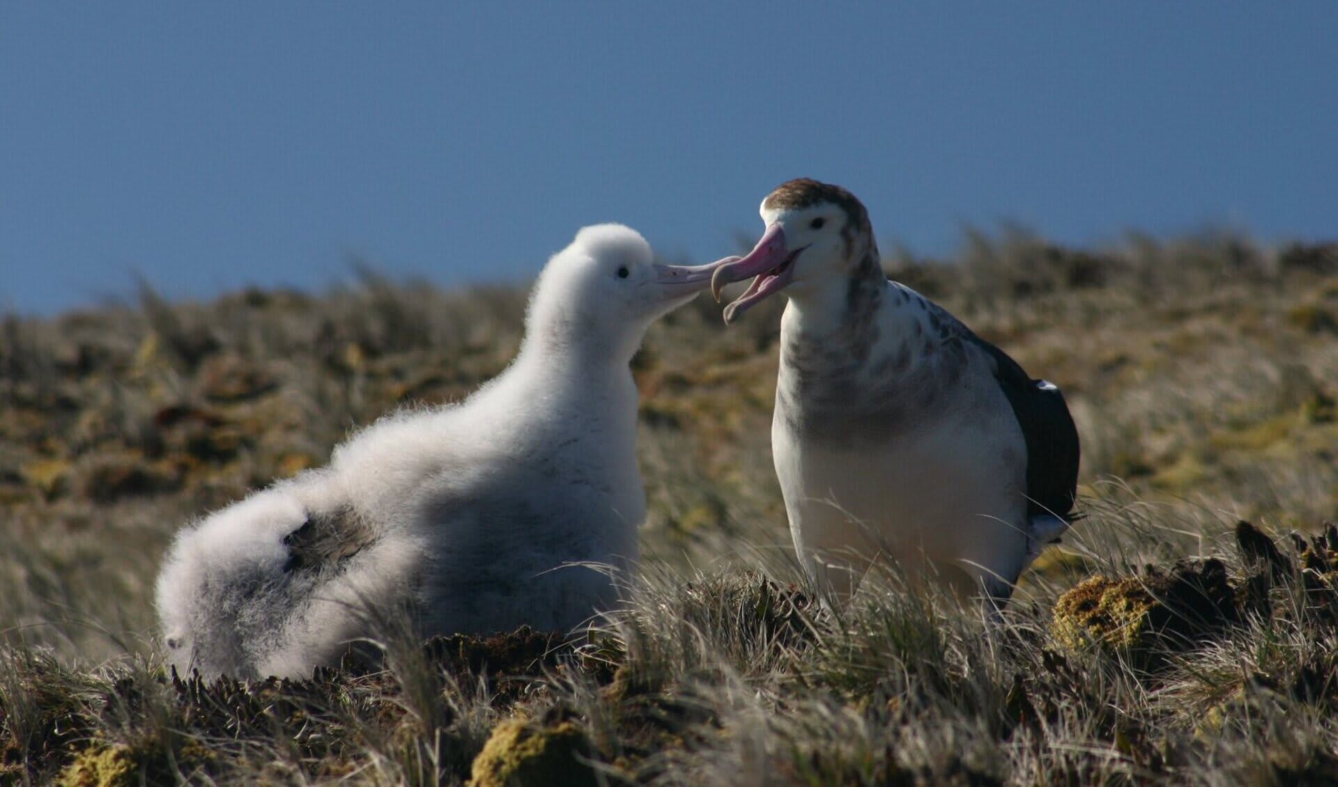 wandering albatross mating behavior